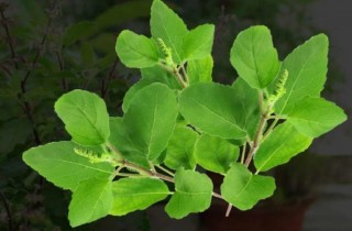 सिरानी मुनि तुलसीको ५ पात राख्दाको लाभ