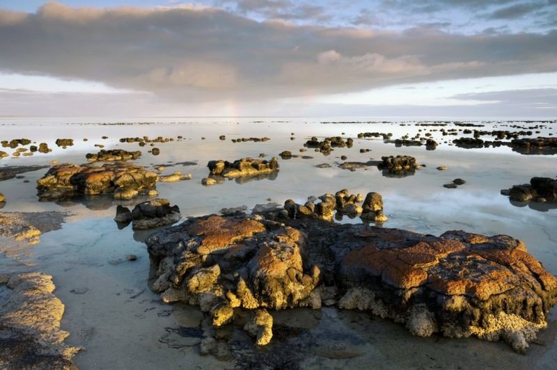 _113027593_c0068675-stromatolites_in_australia.jpg