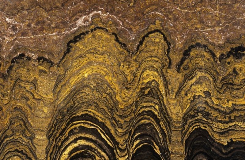 _113527321_e4400158-fossil_stromatolite.jpg