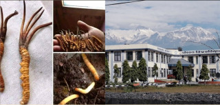 पोखरा बिश्वबिद्धालयले जडीबुटीजन्य औषधिको वैज्ञानिक अनुसन्धान कार्यमा सहकार्य गर्ने।