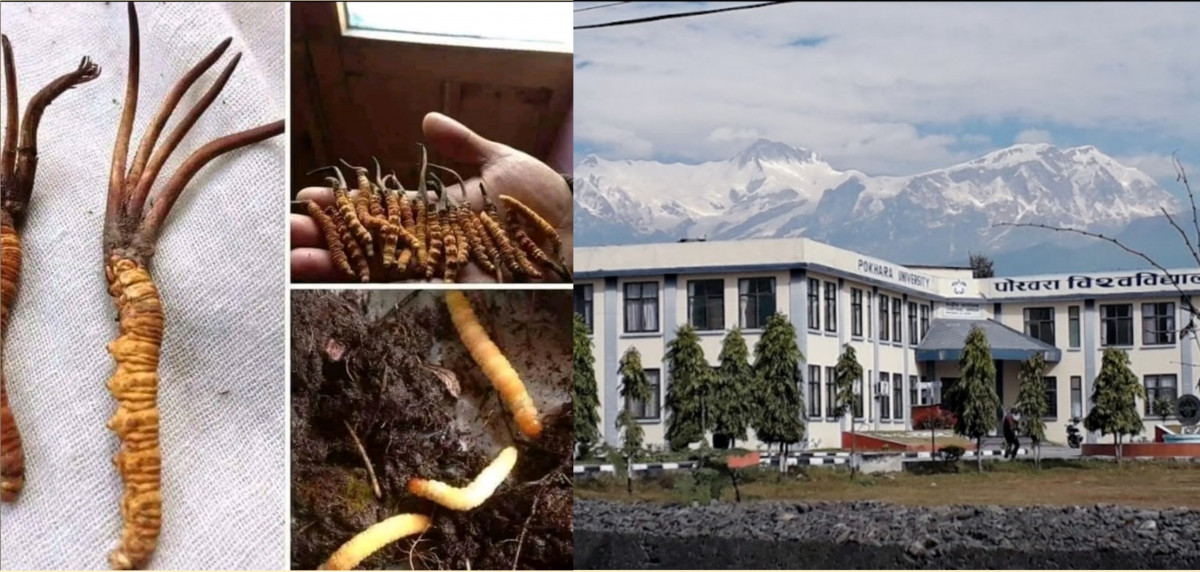 पोखरा बिश्वबिद्धालयले जडीबुटीजन्य औषधिको वैज्ञानिक अनुसन्धान कार्यमा सहकार्य गर्ने।