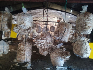 पढ्दै कमाउदै विद्यार्थी : विद्यालय परिसरमै तरकारीखेती गरि आम्दानी ।