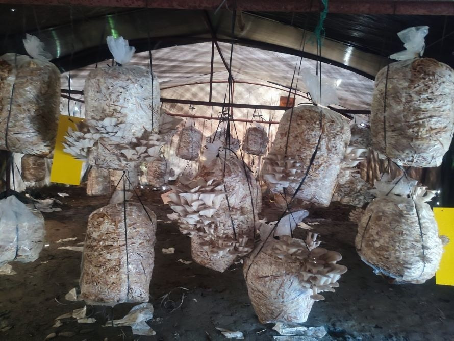 पढ्दै कमाउदै विद्यार्थी : विद्यालय परिसरमै तरकारीखेती गरि आम्दानी ।